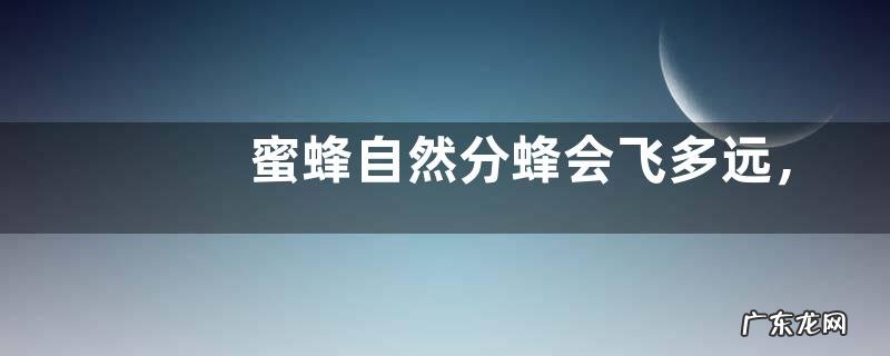 蜜蜂自然分蜂会飞多远,有蜂王的分蜂结团会更加稳固