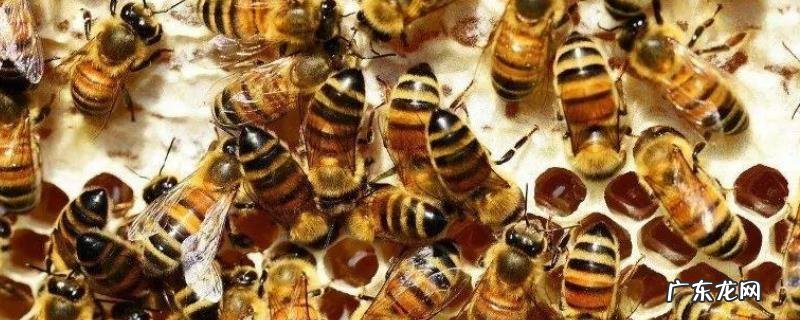 如何有效的消灭巢虫，附饲养强群方法