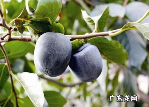 黑色的水果有哪些 5种外皮是黑色的水果图片及名称