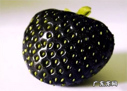 黑色的水果有哪些 5种外皮是黑色的水果图片及名称