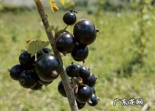 黑色的水果有哪些 5种外皮是黑色的水果图片及名称