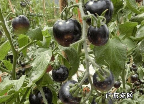 黑色的水果有哪些 5种外皮是黑色的水果图片及名称