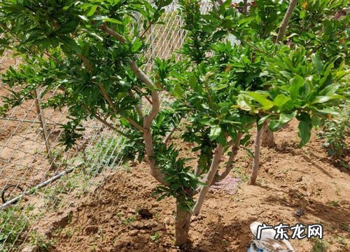 东北石榴树怎么过冬 石榴树在北方可以越冬吗