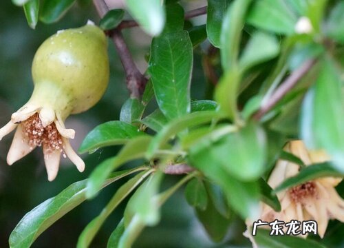 东北石榴树怎么过冬 石榴树在北方可以越冬吗