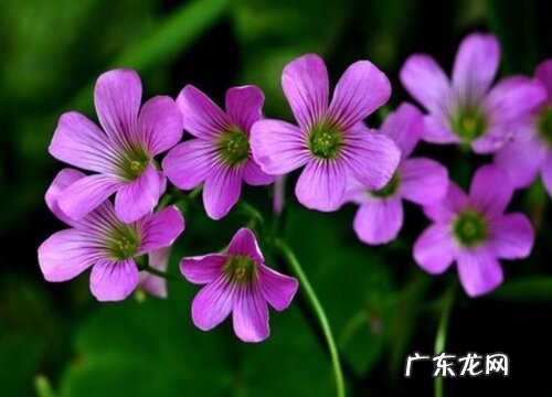 红花酢浆草怎么养及养殖方法