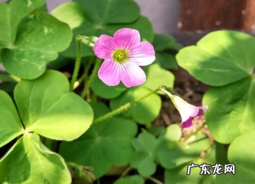 红花酢浆草怎么养及养殖方法