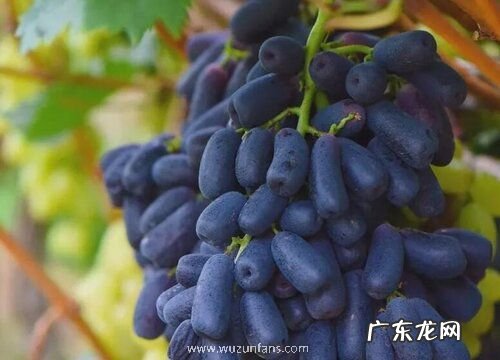 高档水果排行榜 高端水果排行榜前五名