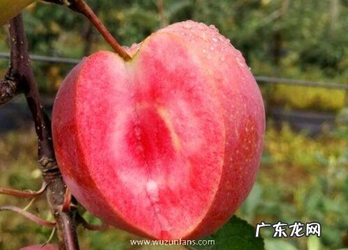 高档水果排行榜 高端水果排行榜前五名