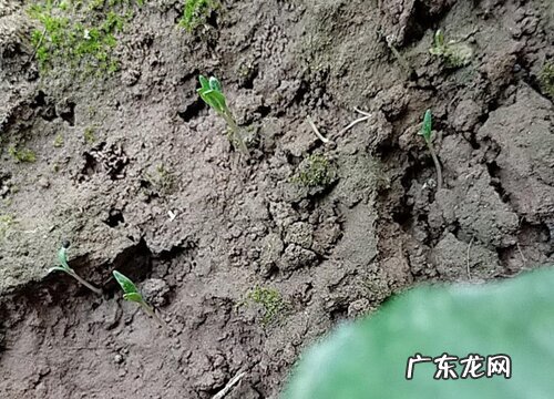 含羞草种子多久发芽