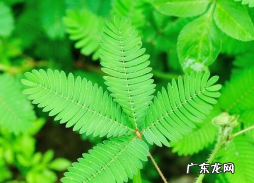 含羞草种子多久发芽