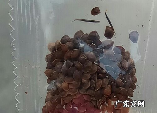 含羞草种子多久发芽