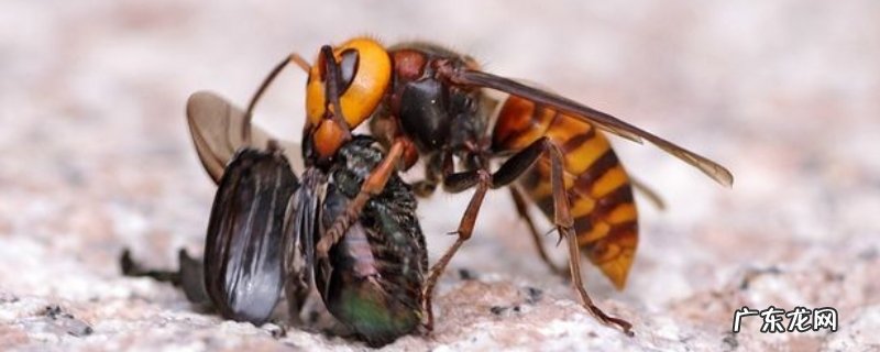 为什么胡蜂是蜜蜂的天敌，胡蜂对蜜蜂的威胁有哪些