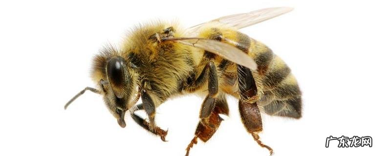 牛角蜂怕什么味道,牛角蜂为什么会蛰人