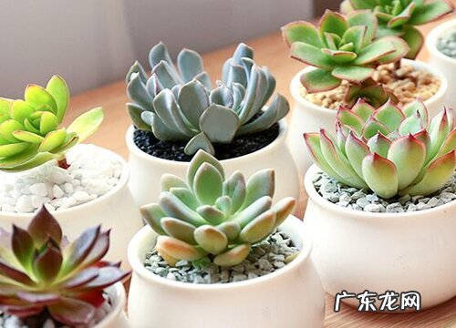 冬天多肉植物怎样过冬 北方怎么养才能安全过冬