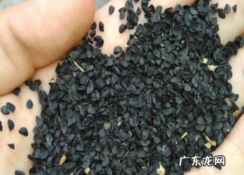 葱种子怎么来的 怎么获得