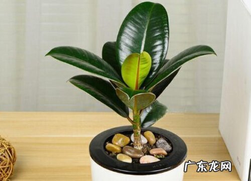 橡皮树用深盆还是浅盆好