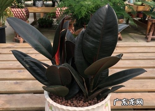 橡皮树用深盆还是浅盆好