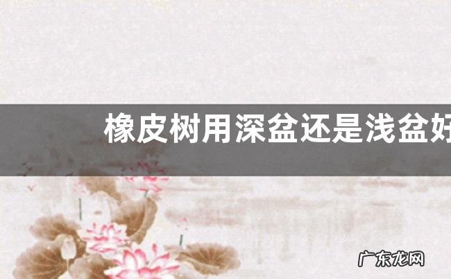 橡皮树用深盆还是浅盆好