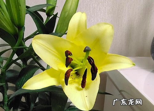 百合花的花语和寓意 各种颜色百合花的花语大全