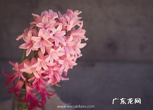 什么花的花语是鼓励