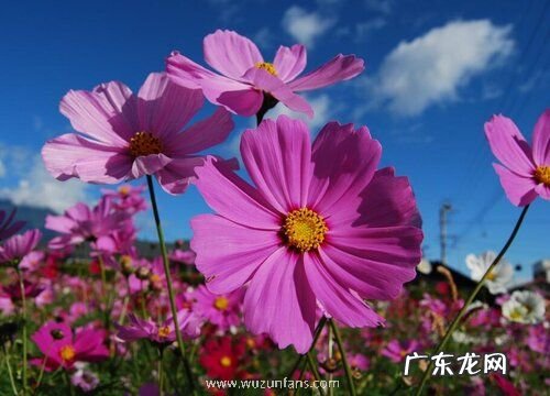 什么花的花语是鼓励
