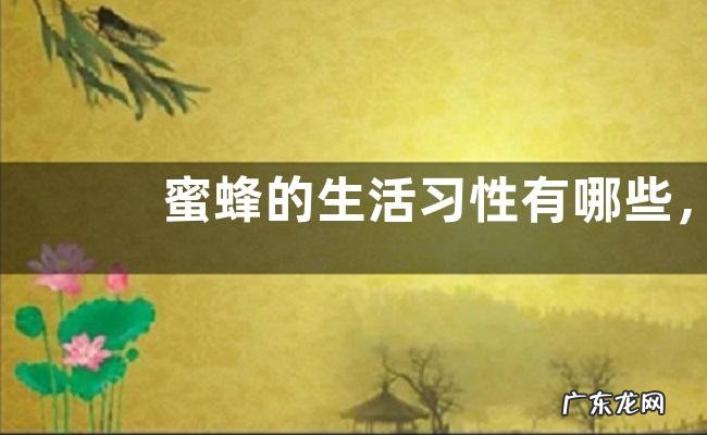 蜜蜂的生活习性有哪些,附蜜蜂的排他性