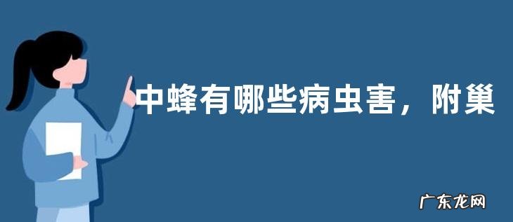 中蜂有哪些病虫害,附巢虫