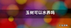 玉树可以水养吗