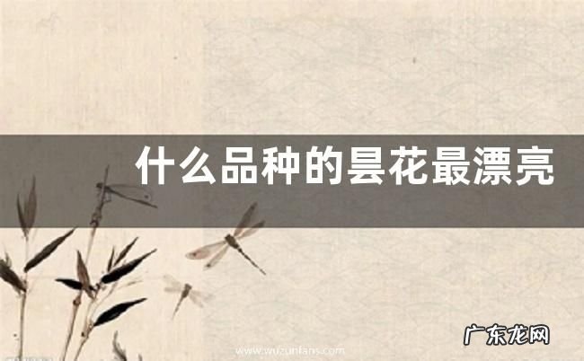 什么品种的昙花最漂亮 昙花有几个品种及图片