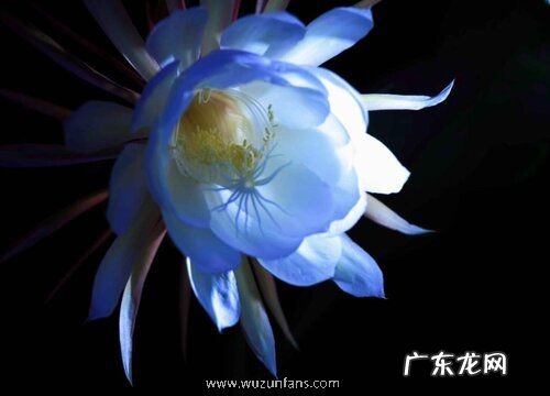 什么品种的昙花最漂亮 昙花有几个品种及图片