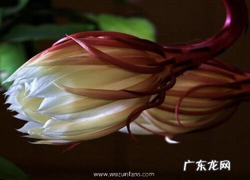 什么品种的昙花最漂亮 昙花有几个品种及图片