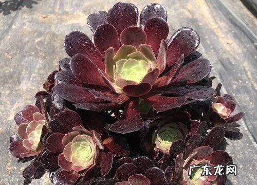 家里养黑法师风水好吗