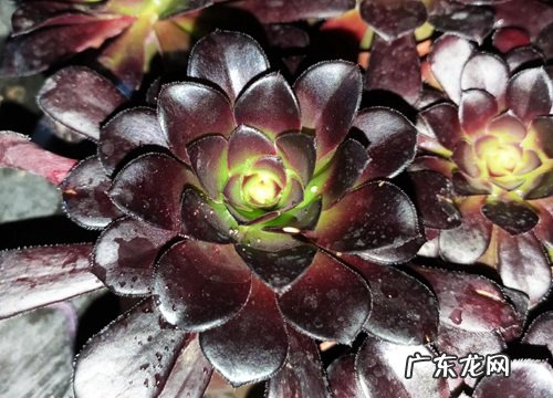 家里养黑法师风水好吗