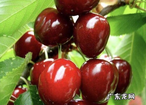 养胃吃什么水果最好 胃病什么水果健脾养胃