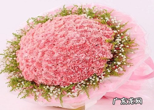 家庭养法 康乃馨花好养吗 适合在室内养吗