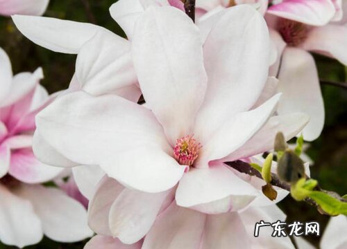 花名、颜色、图片 冬天开的花有哪些名字