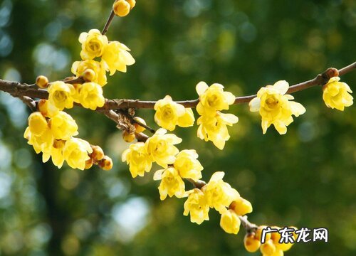 花名、颜色、图片 冬天开的花有哪些名字