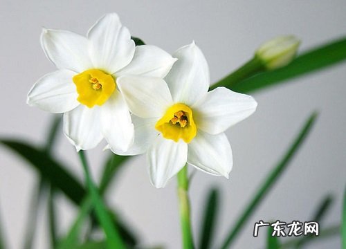 花名、颜色、图片 冬天开的花有哪些名字