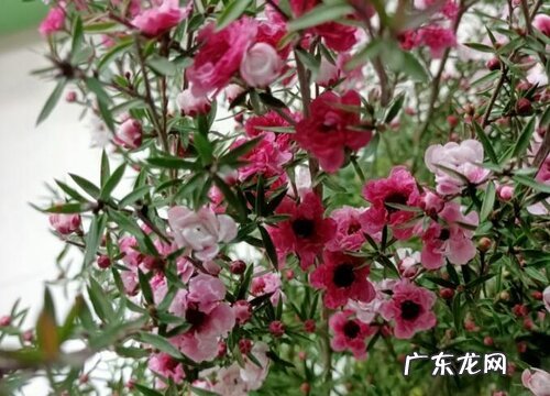 花名、颜色、图片 冬天开的花有哪些名字