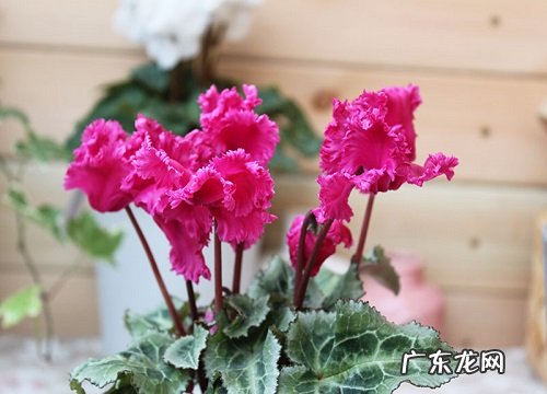 花名、颜色、图片 冬天开的花有哪些名字