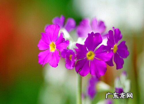花名、颜色、图片 冬天开的花有哪些名字