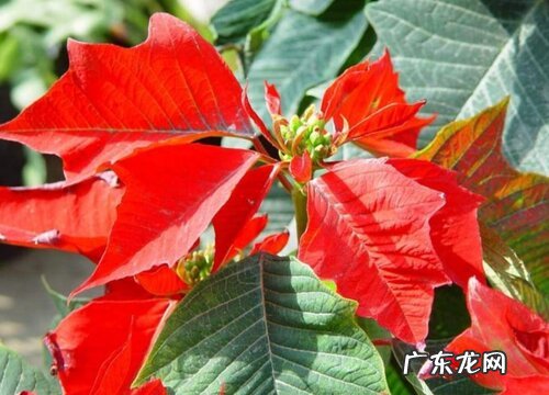 花名、颜色、图片 冬天开的花有哪些名字