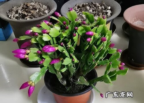 花名、颜色、图片 冬天开的花有哪些名字