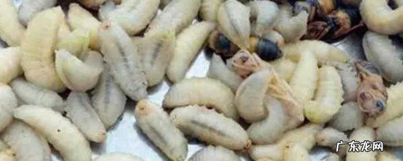 蜂蛹是怎么形成的?有哪些种类