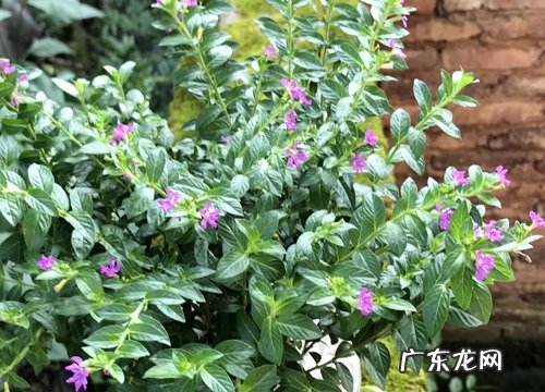 满天星几月份种合适