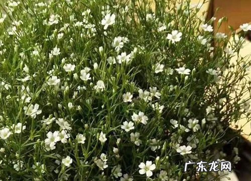 满天星几月份种合适