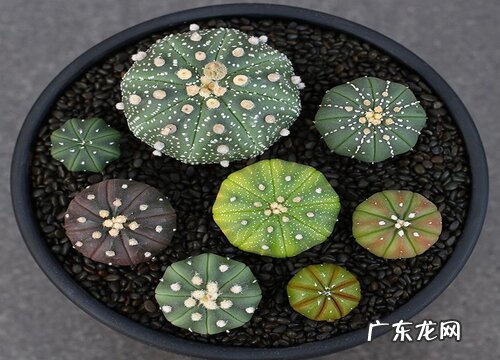 彩草仙人球品种有哪些 开花好看的彩草仙人球品种及图片