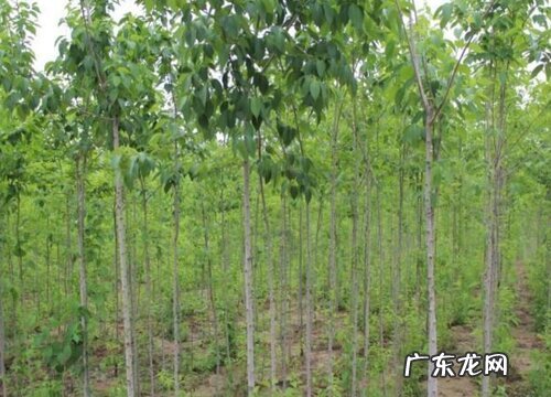 杜仲的生长周期是多长时间