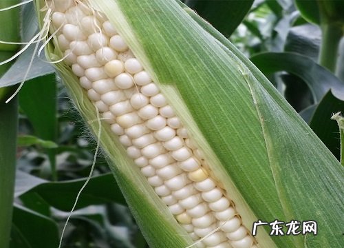 玉米成熟期多少天 种植几个月成熟