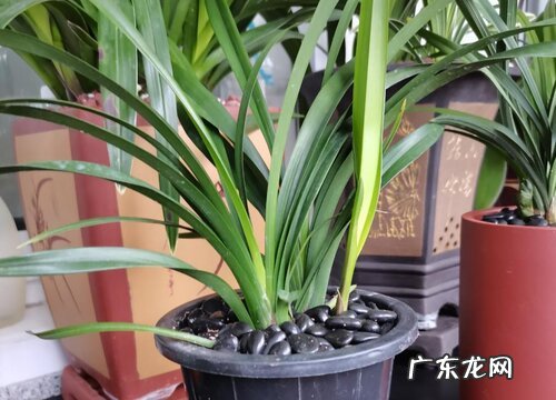 家庭养兰花什么品种好 什么品种最好最适合家养